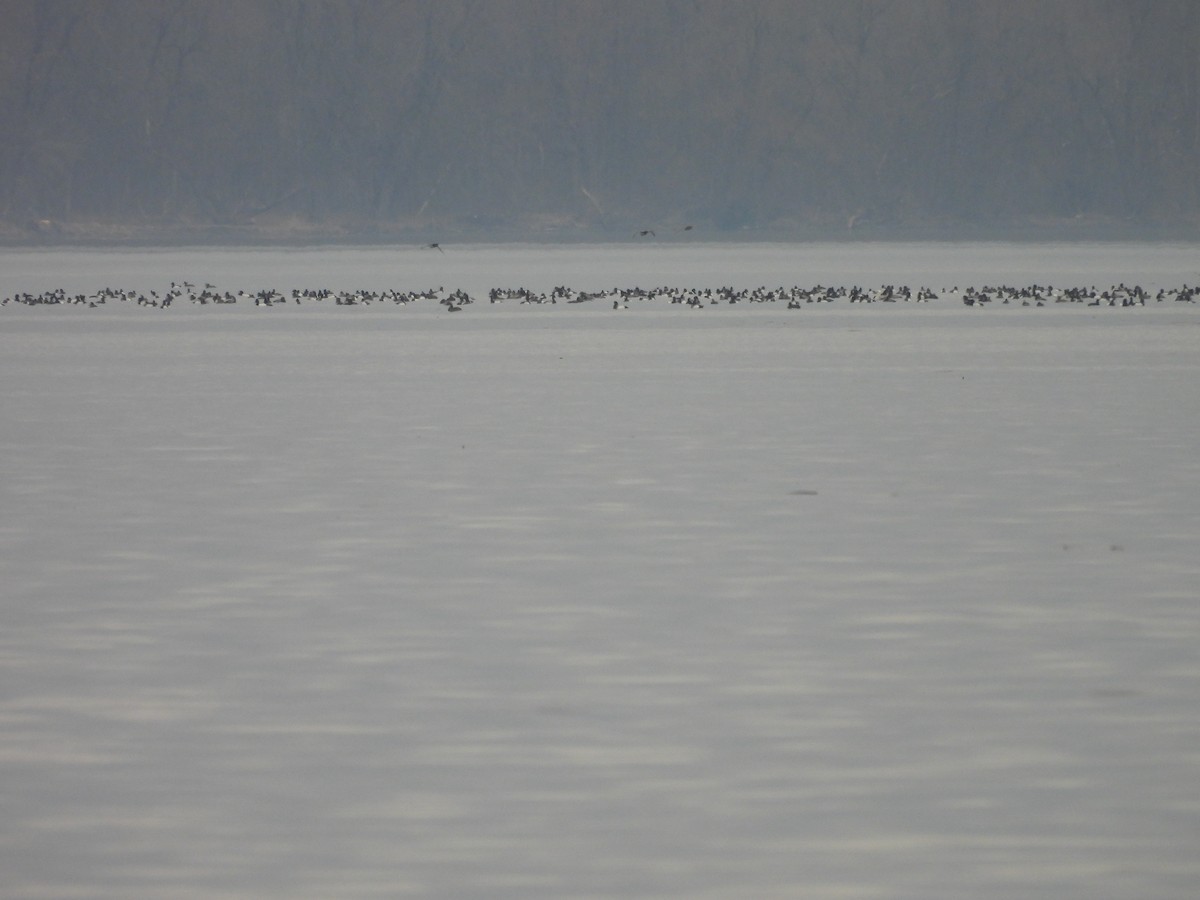 Greater Scaup - Jean Iron