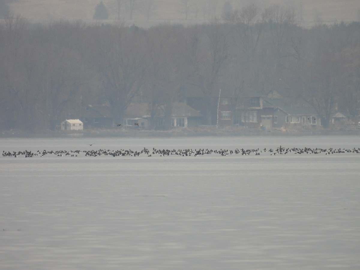 Greater Scaup - ML616218633
