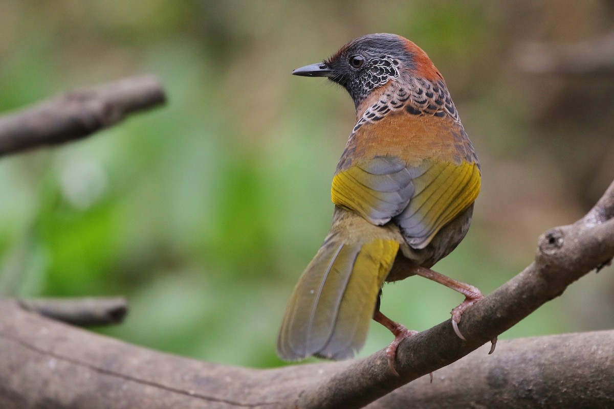 Chestnut-crowned Laughingthrush - ML616218650