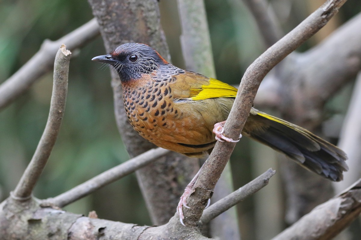 Chestnut-crowned Laughingthrush - ML616218651