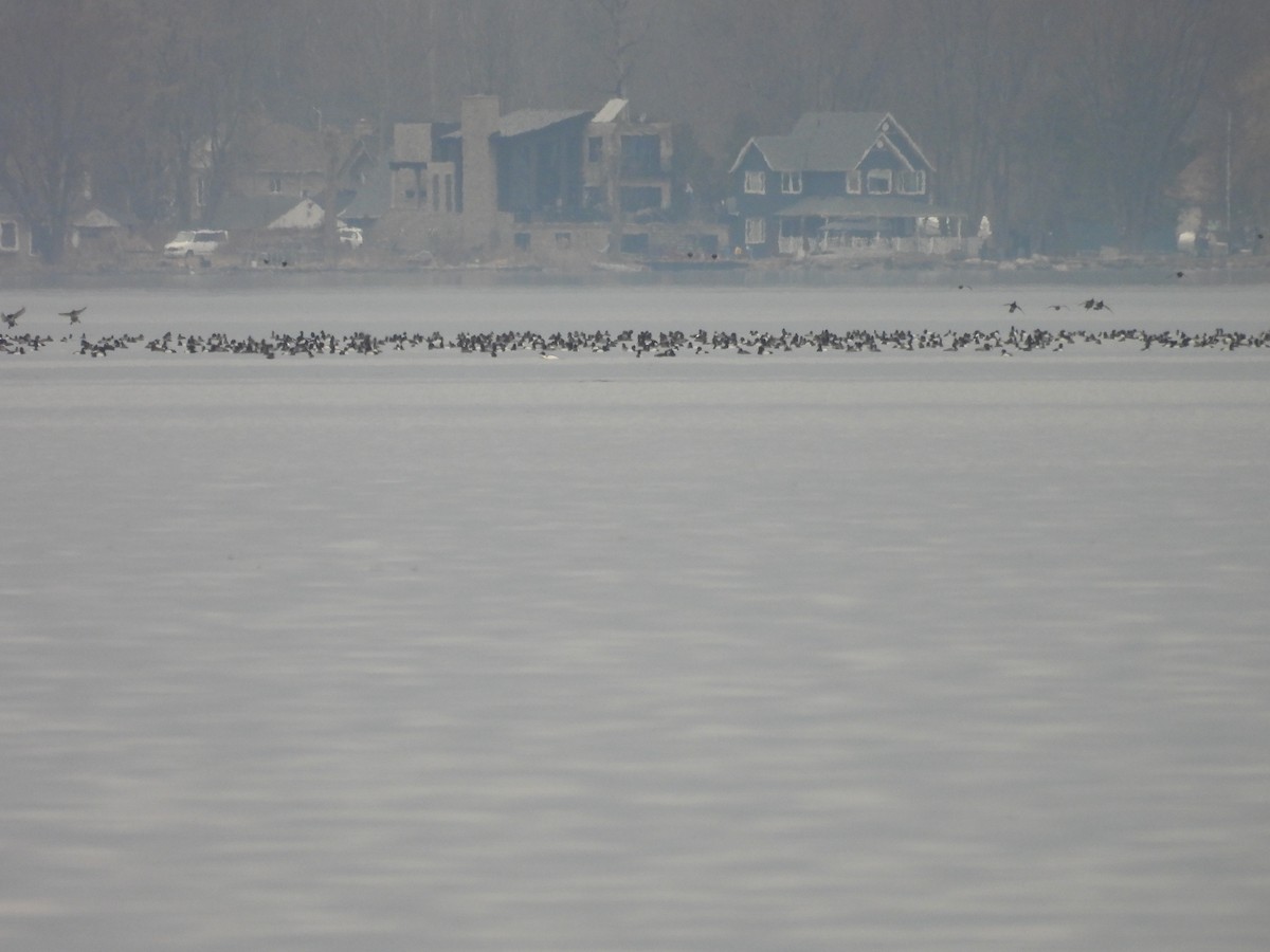 Greater Scaup - ML616218653