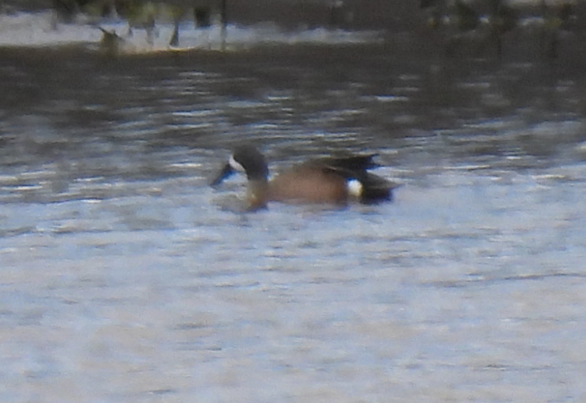 Blue-winged Teal - ML616218661