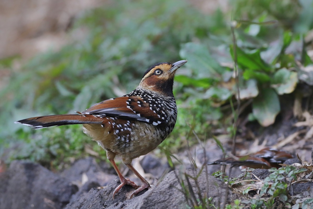 Spotted Laughingthrush - ML616218662