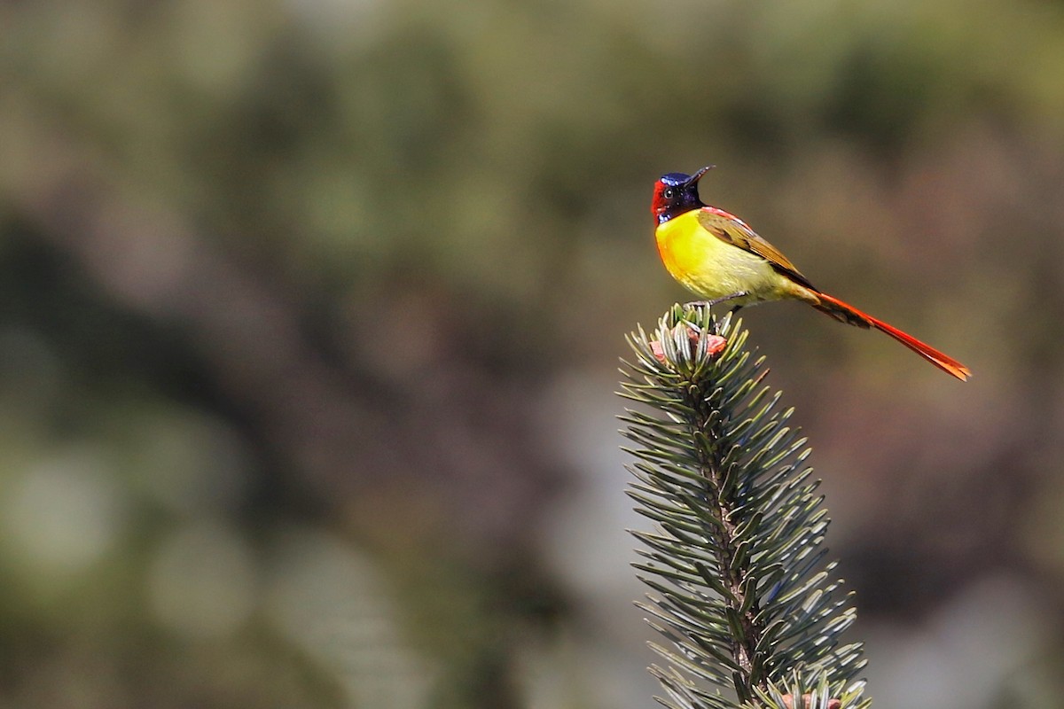 Fire-tailed Sunbird - Joshua Bergmark | Ornis Birding Expeditions
