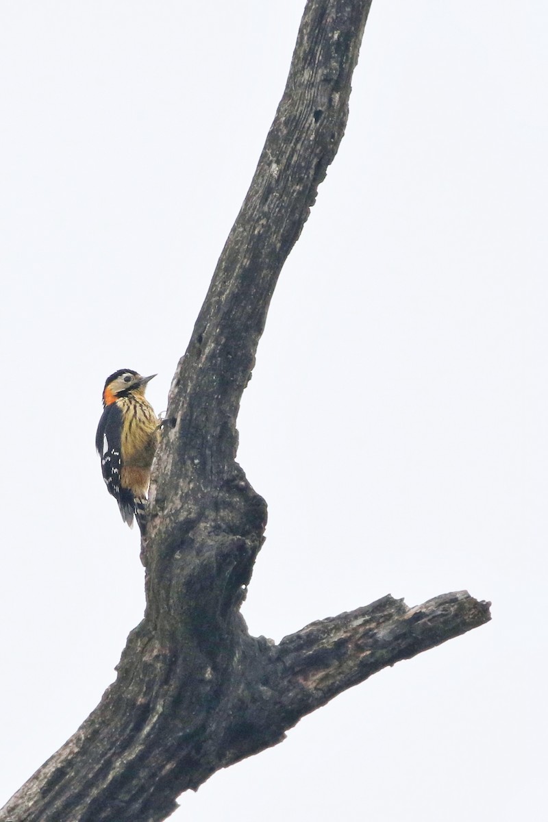 Crimson-naped Woodpecker - Joshua Bergmark | Ornis Birding Expeditions