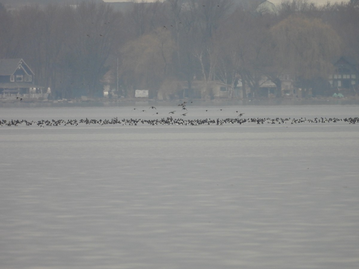Greater Scaup - ML616218729