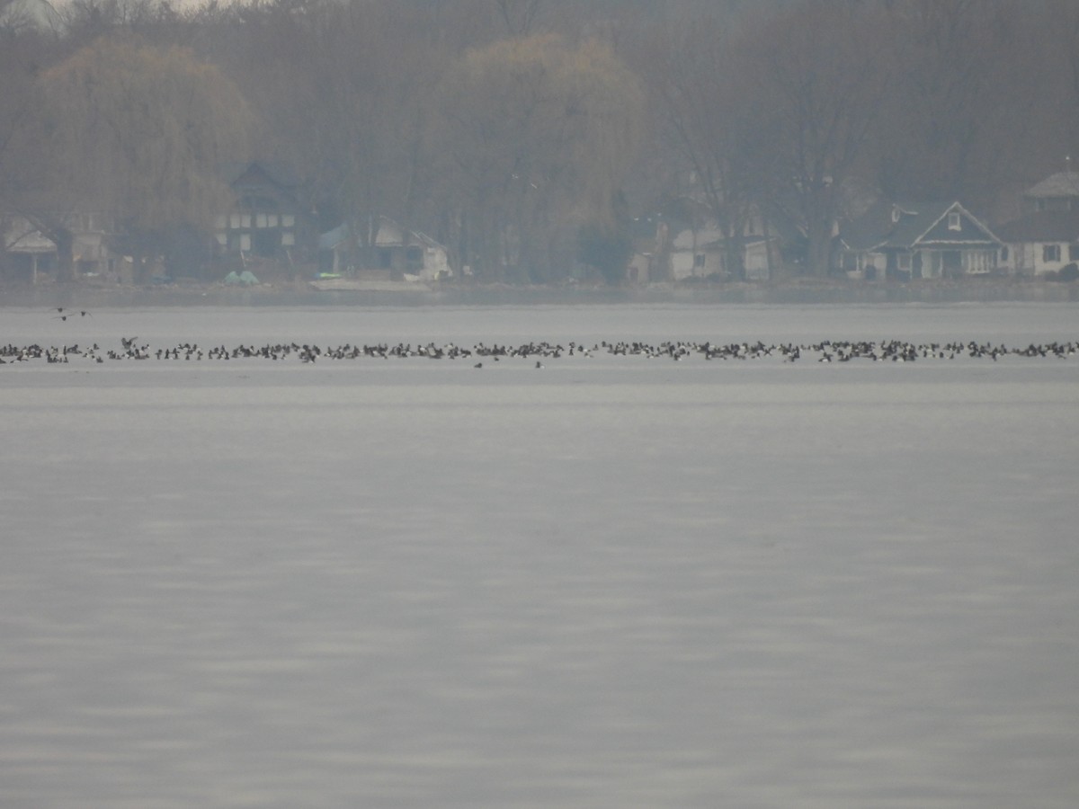 Greater Scaup - ML616218768