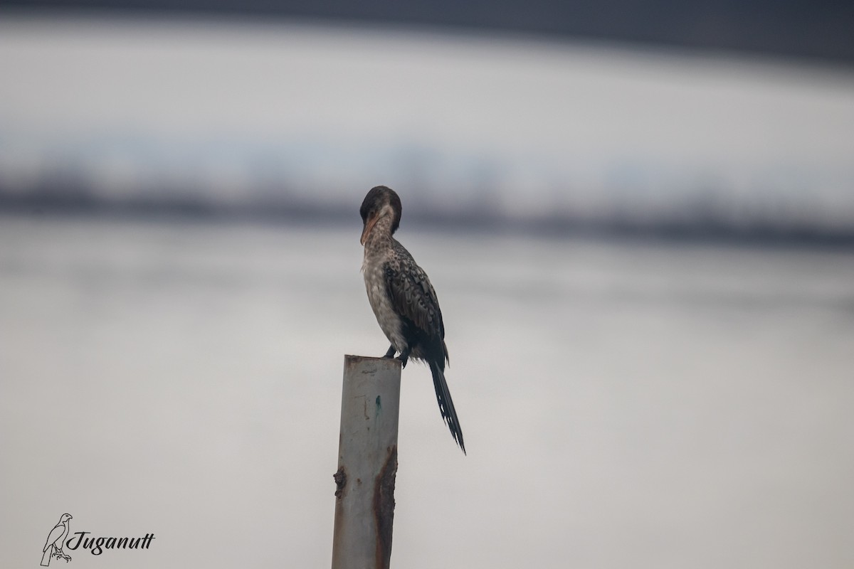 Long-tailed Cormorant - ML616218854
