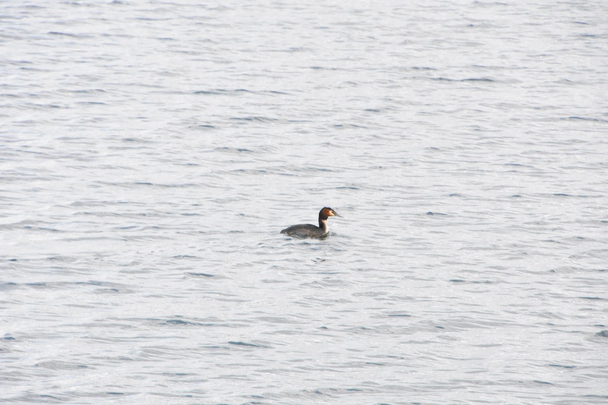 Great Crested Grebe - ML616219032