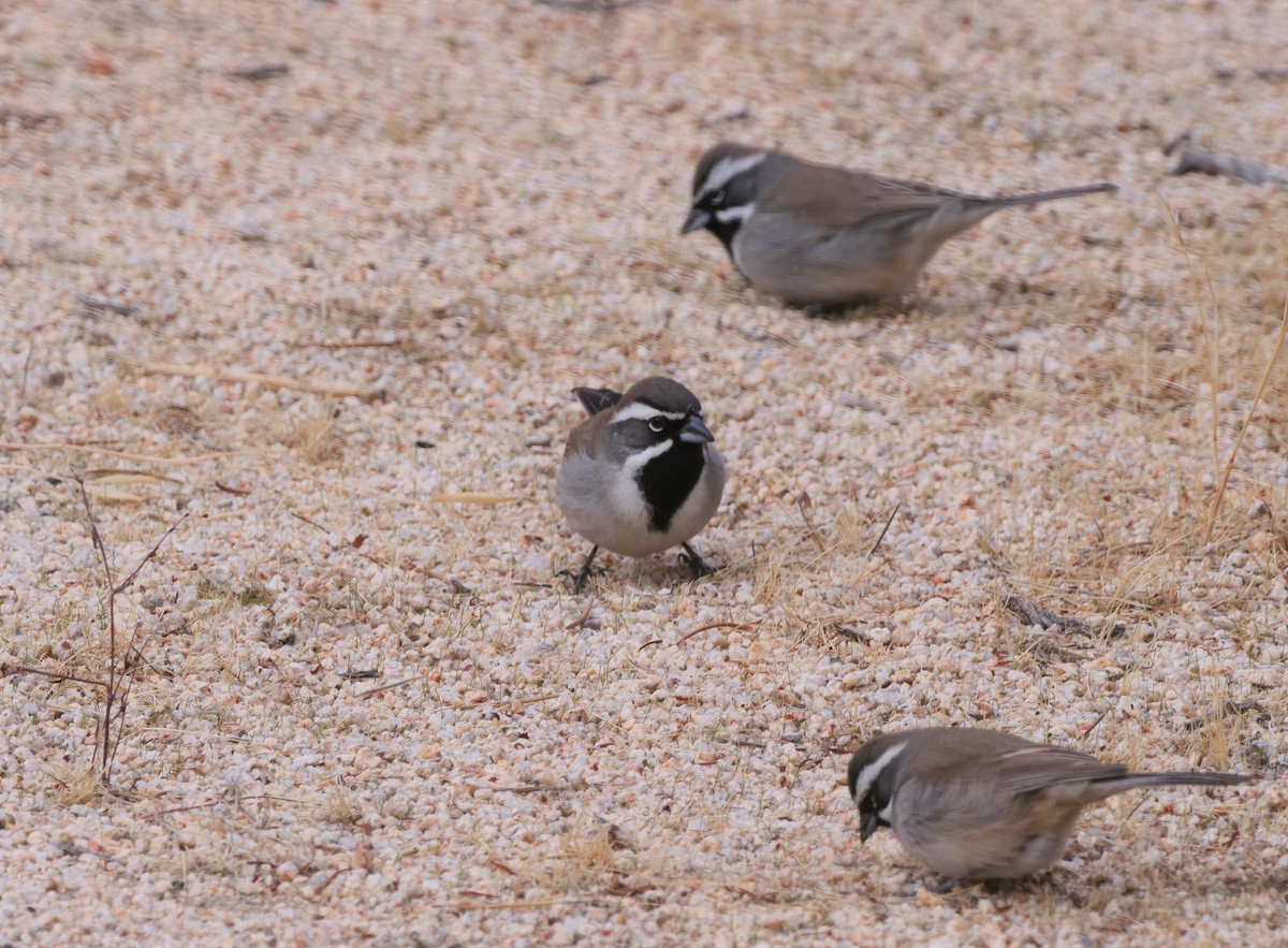 Black-throated Sparrow - ML616219134