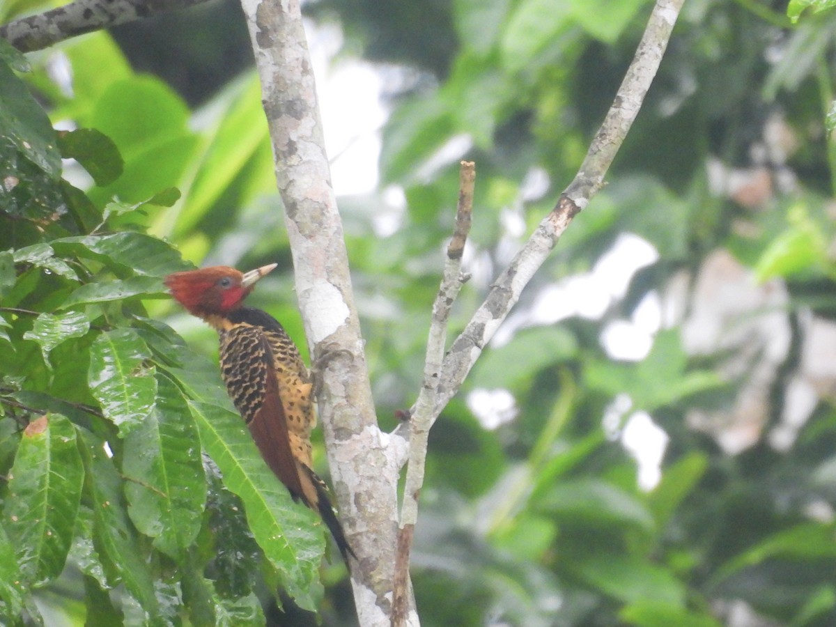 Rufous-headed Woodpecker - ML616219257