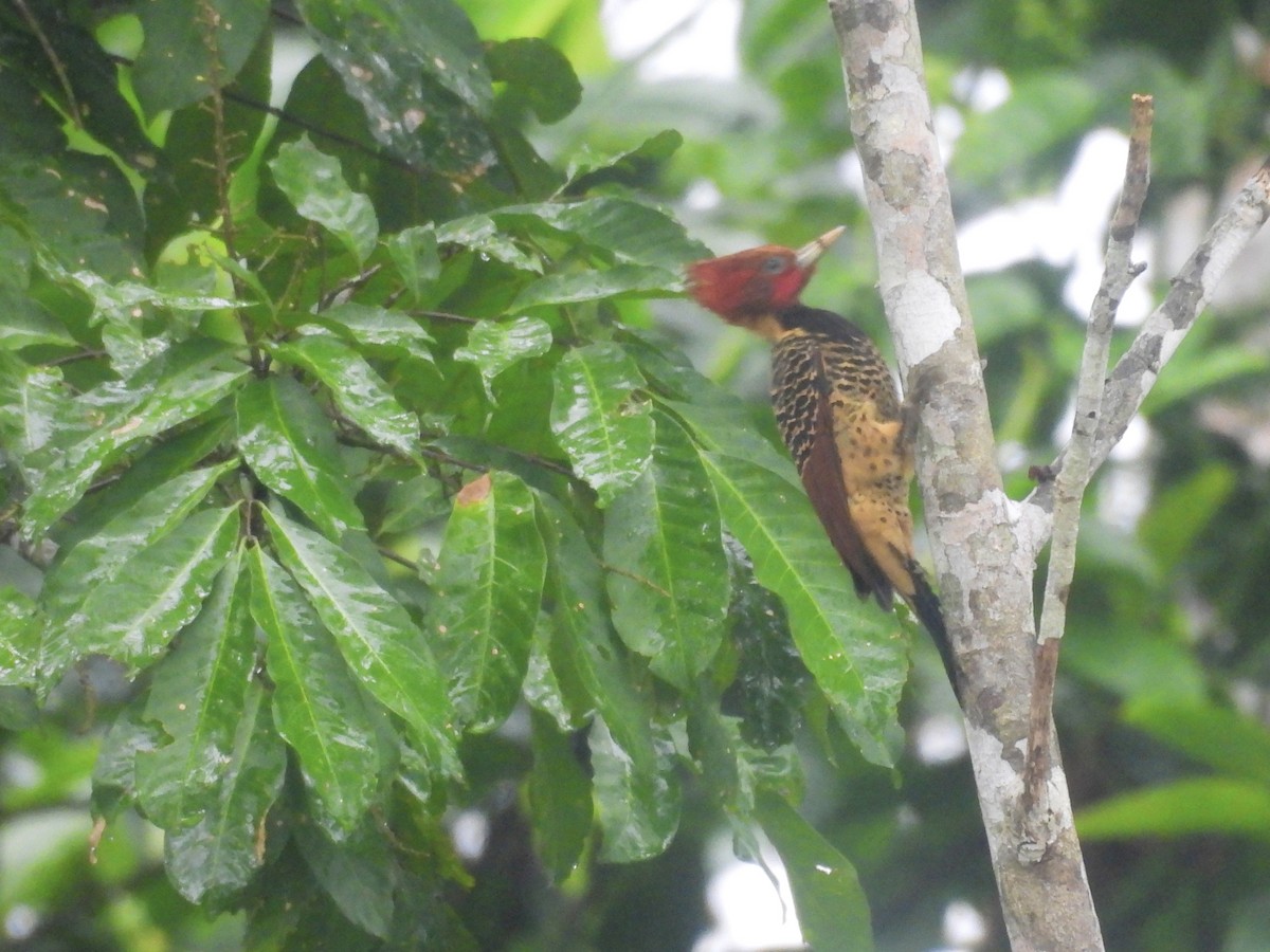 Rufous-headed Woodpecker - ML616219258