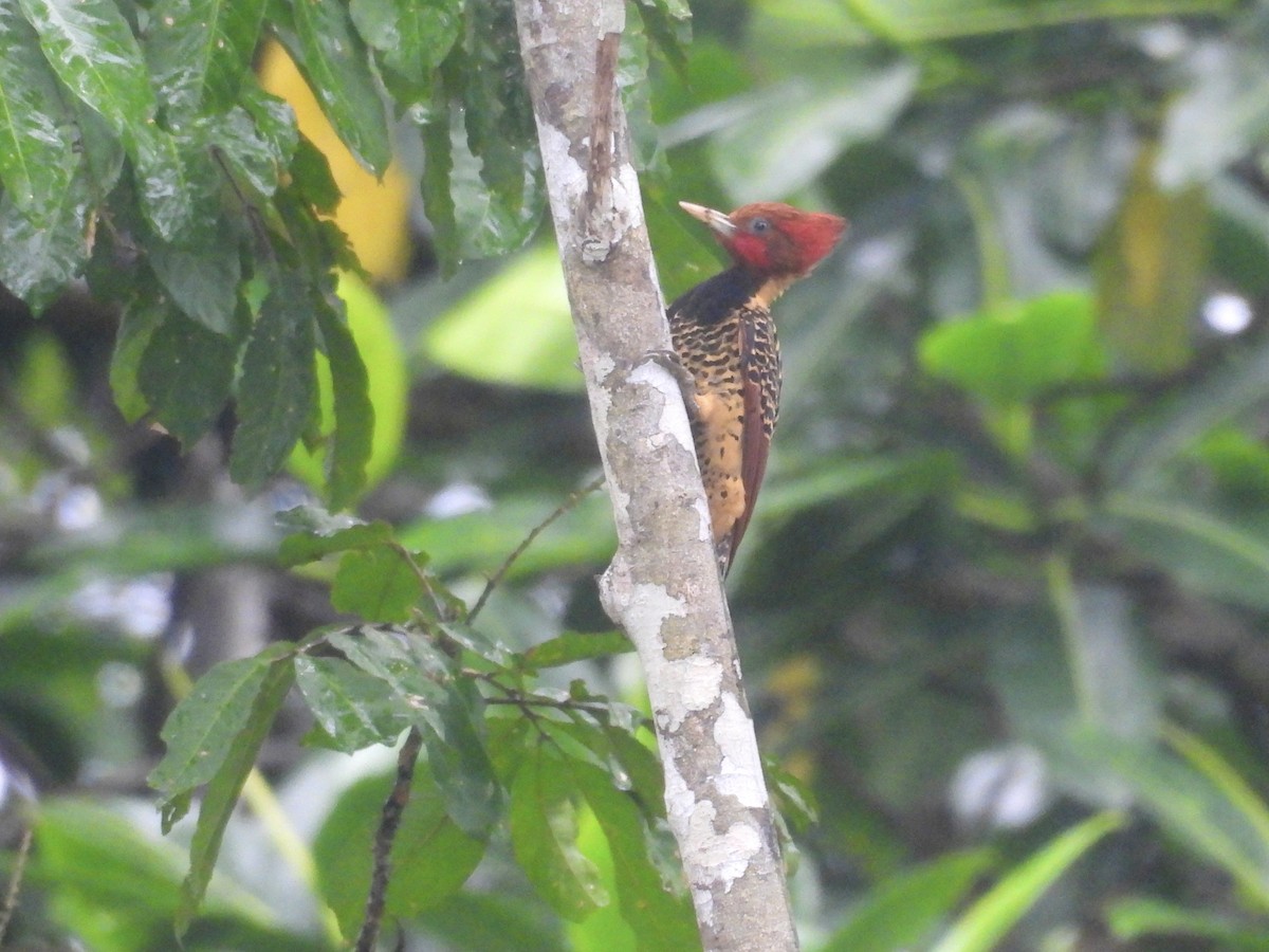 Rufous-headed Woodpecker - Usha Tatini