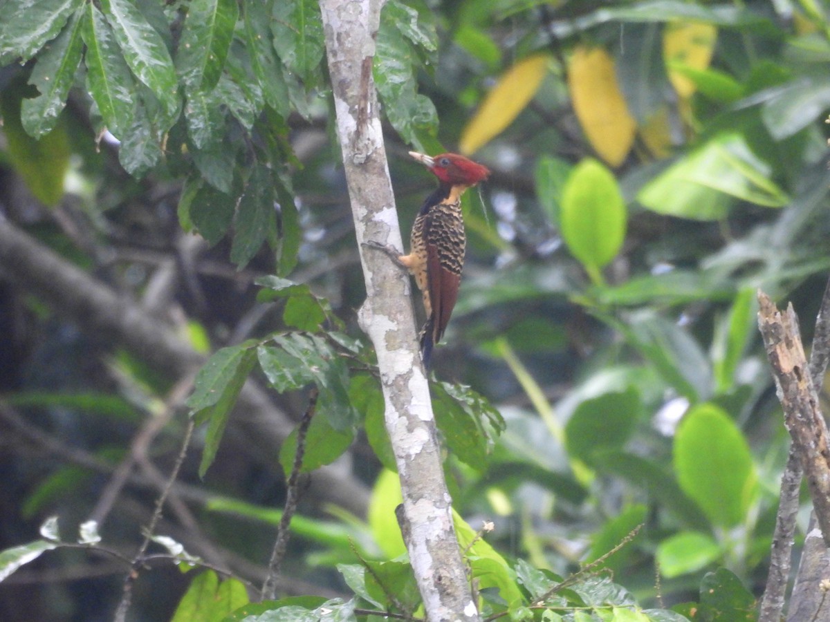 Rufous-headed Woodpecker - ML616219261