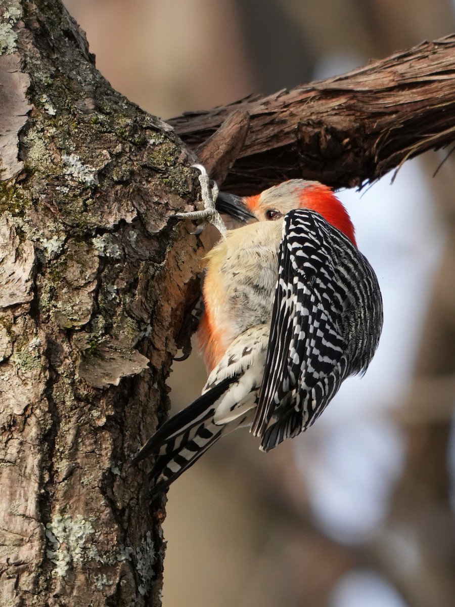Red-bellied Woodpecker - ML616219365