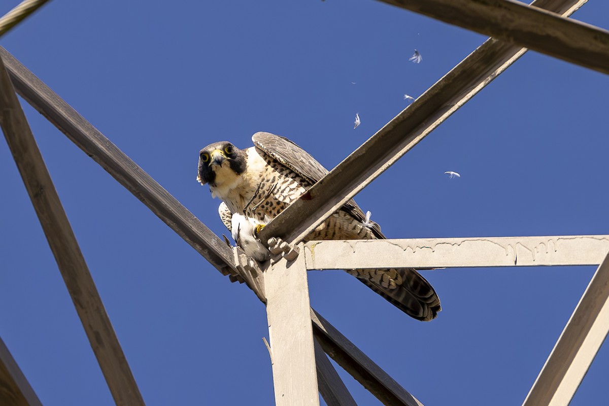 ML616219569 - Peregrine Falcon - Macaulay Library