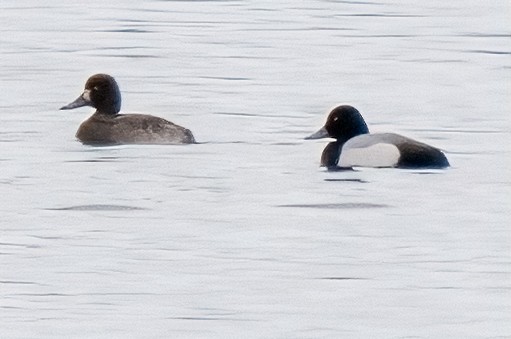 Greater Scaup - ML616219601