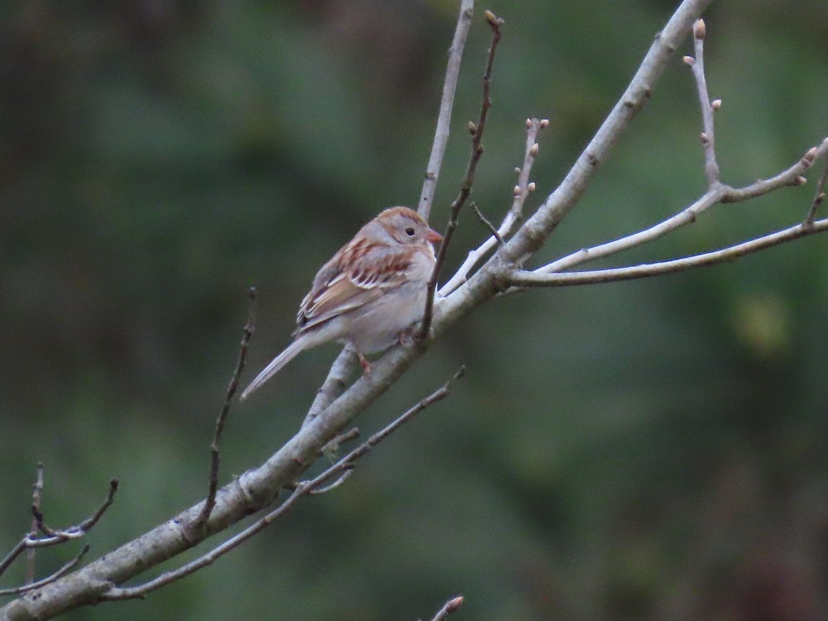 Field Sparrow - ML616219626