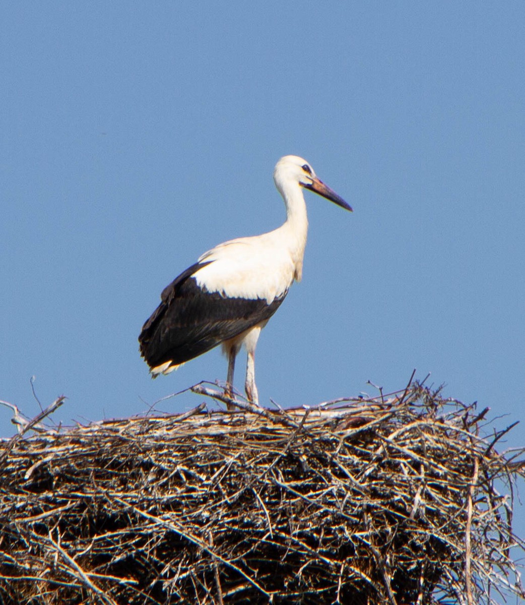 White Stork - ML616219649