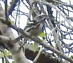 Black-and-white Warbler - ML616219942