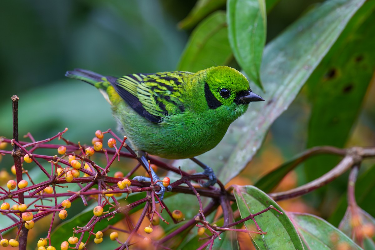Emerald Tanager - ML616219975