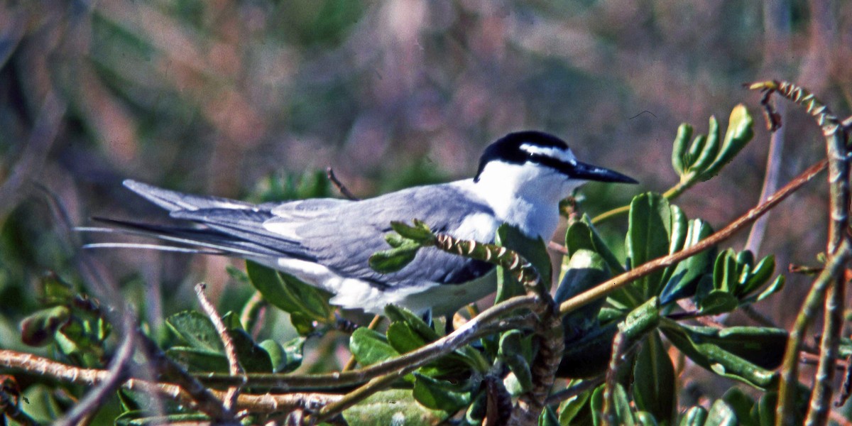 Gray-backed Tern - C Fred Zeillemaker