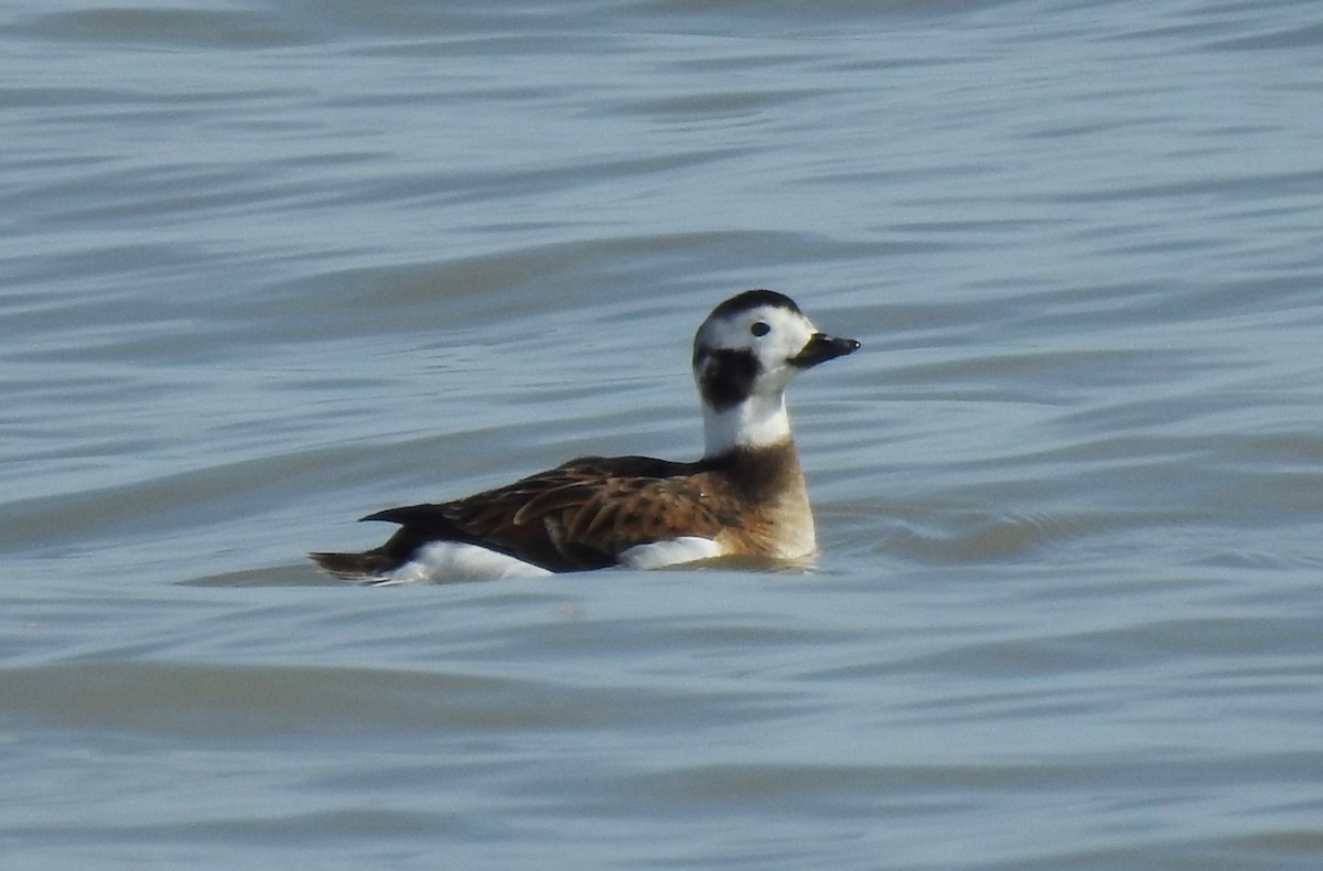 Long-tailed Duck - ML616220020