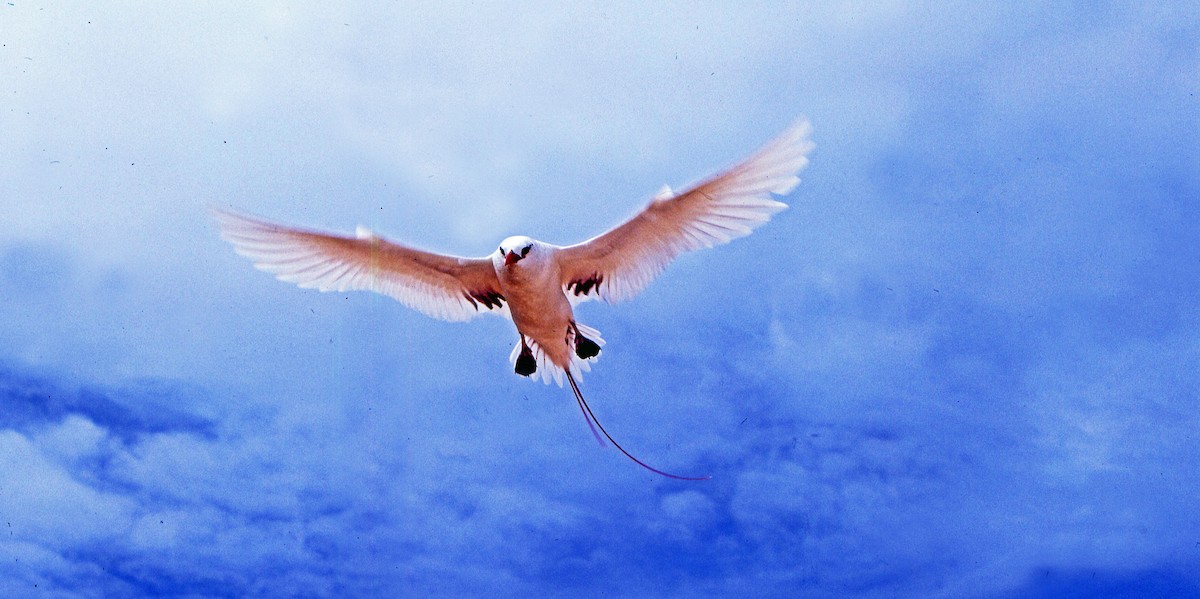 Red-tailed Tropicbird - ML616220023