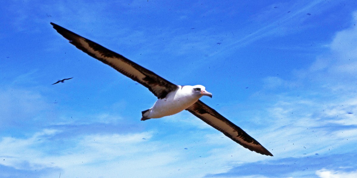Laysan Albatrosu - ML616220088