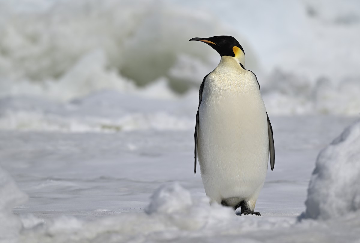 Emperor Penguin - Paul Dufour