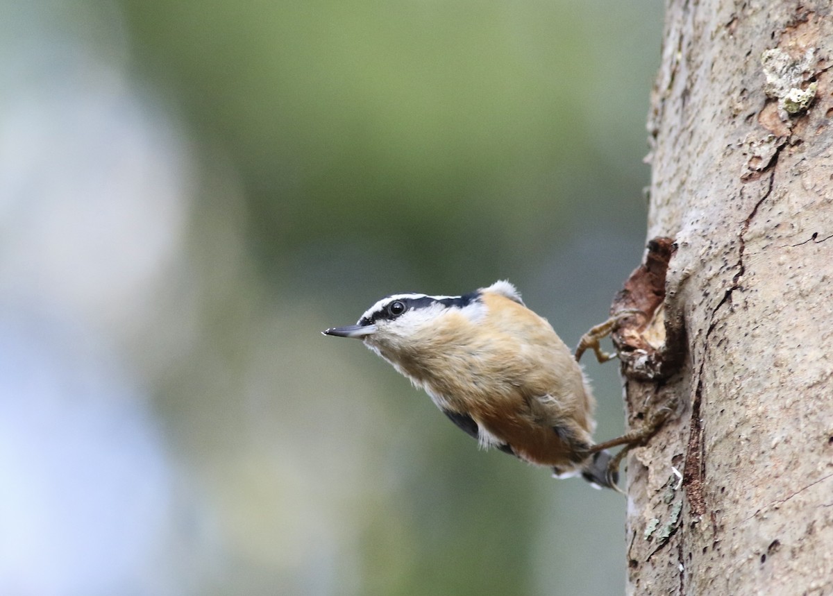 Red-breasted Nuthatch - ML616220155