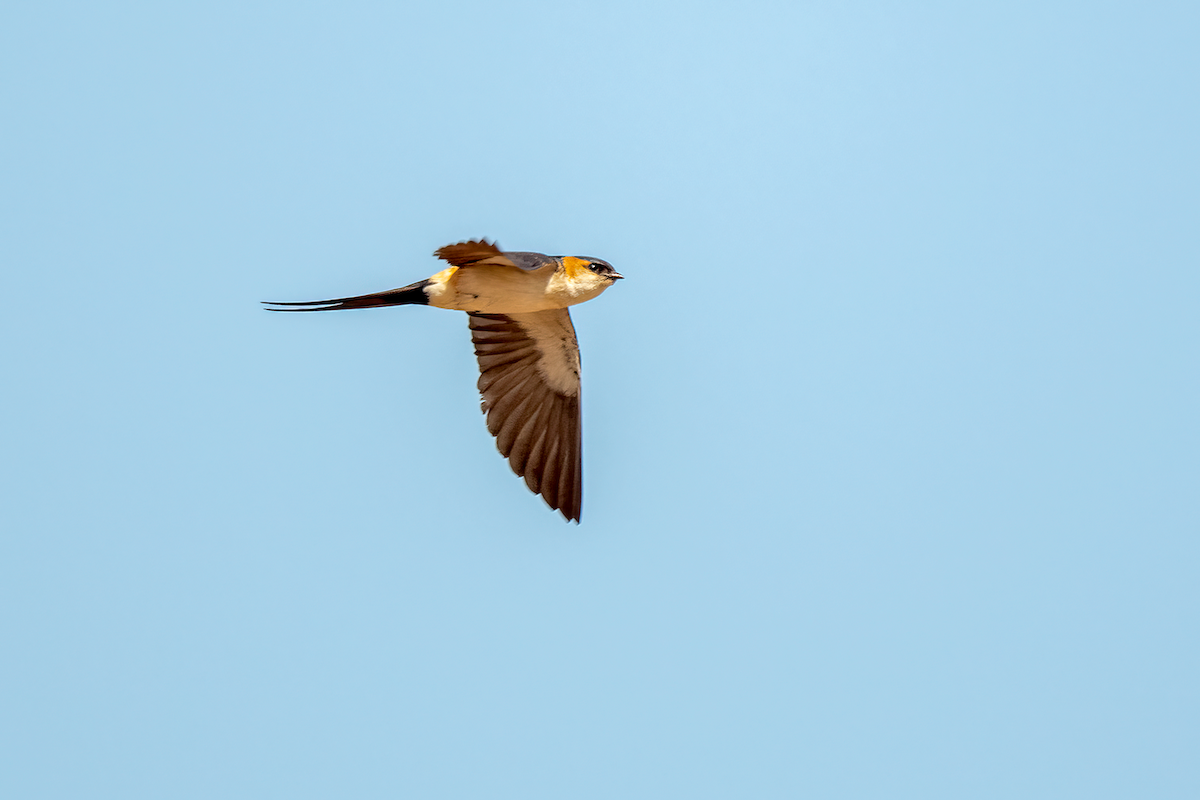 Red-rumped Swallow - ML616220223