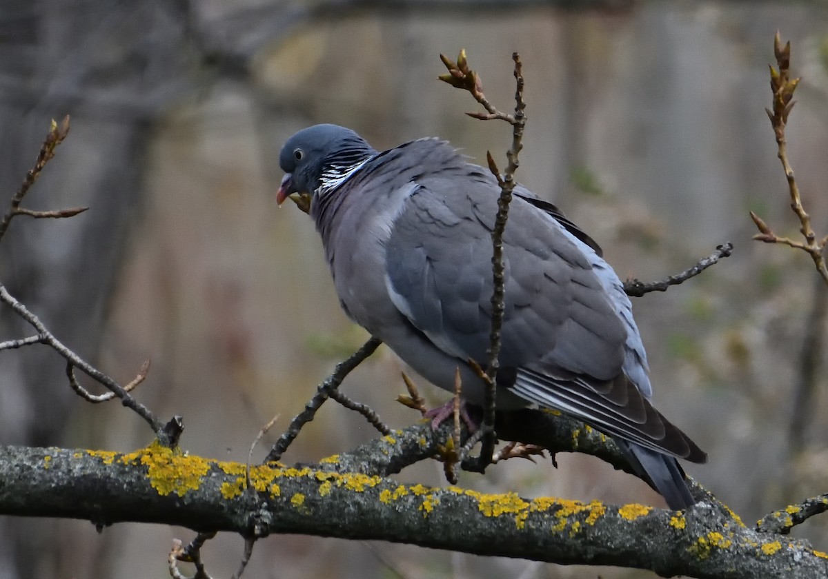Common Wood-Pigeon - ML616220397