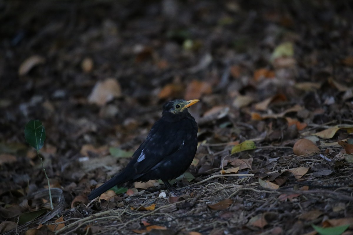 Eurasian Blackbird - ML616220432