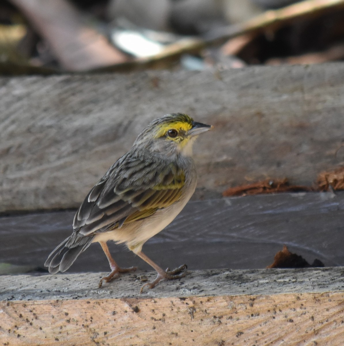 Yellow-browed Sparrow - Bill Tweit