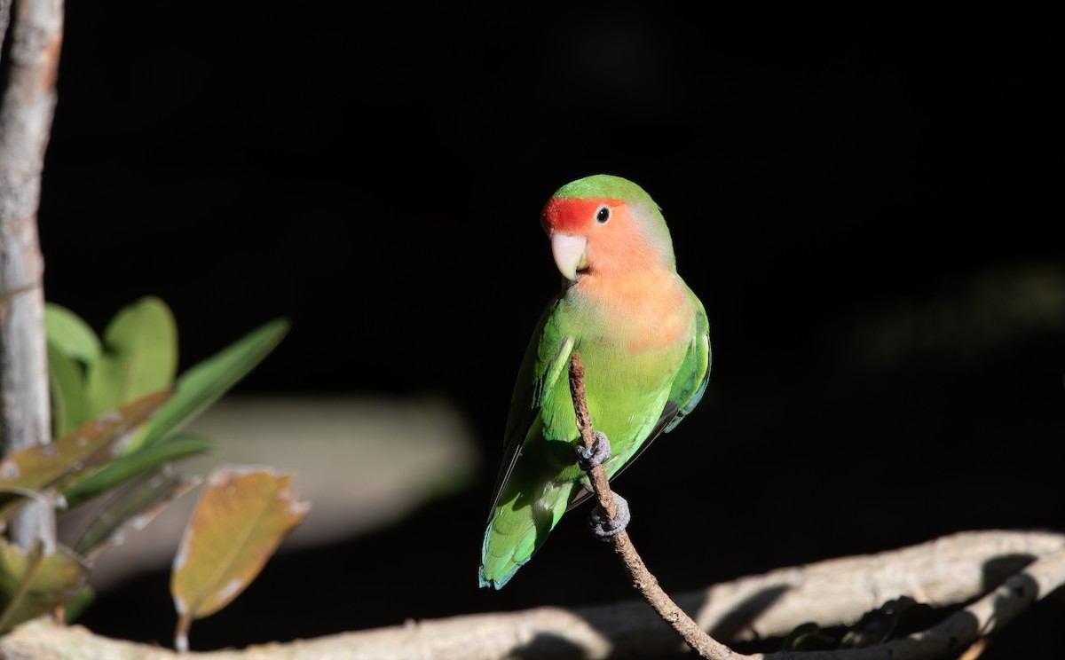 Rosy-faced Lovebird - ML616220501
