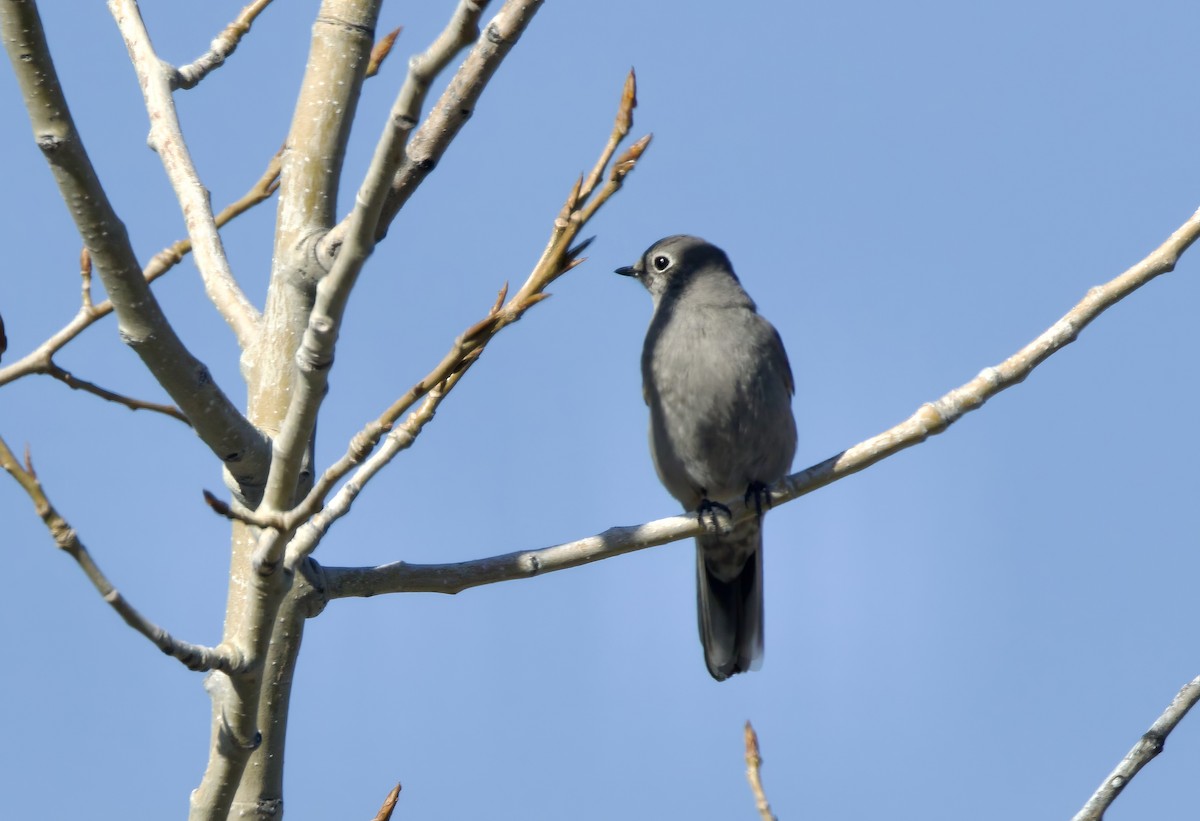 Townsend's Solitaire - Kathryn Keith