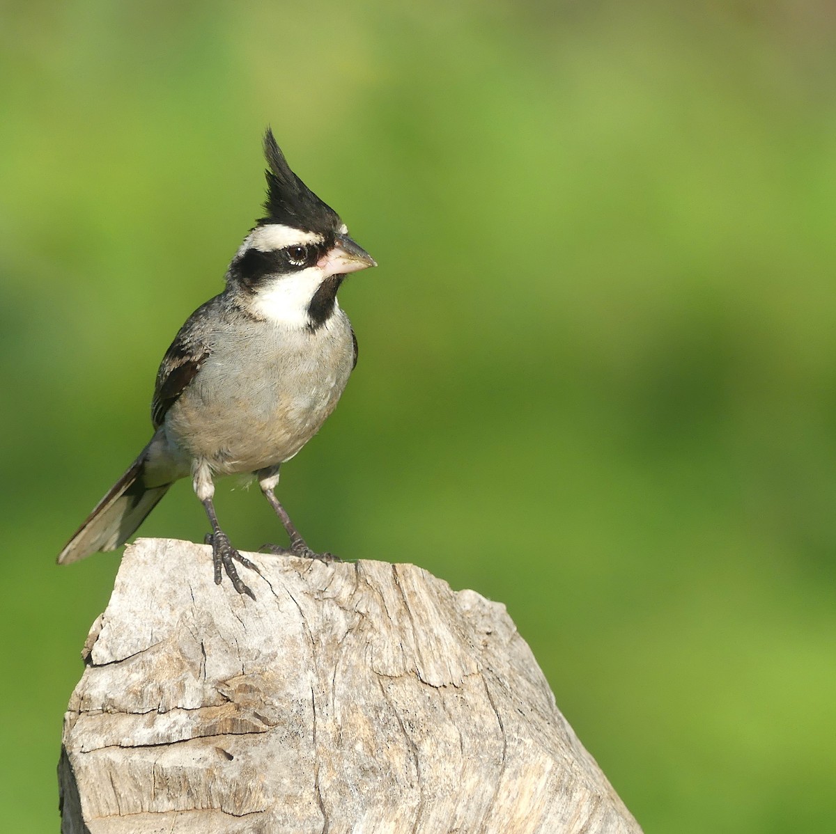 Black-crested Finch - ML616220775