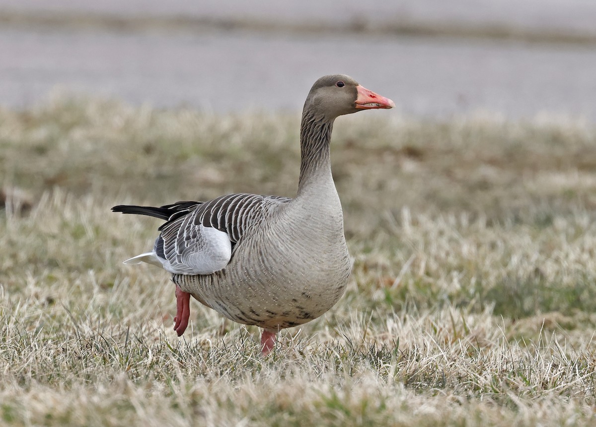 Graylag Goose (European) - ML616220830