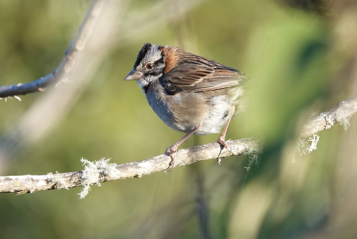 Rufous-collared Sparrow (Rufous-collared) - ML616220834