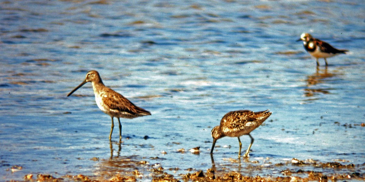 Long-billed Dowitcher - ML616220865