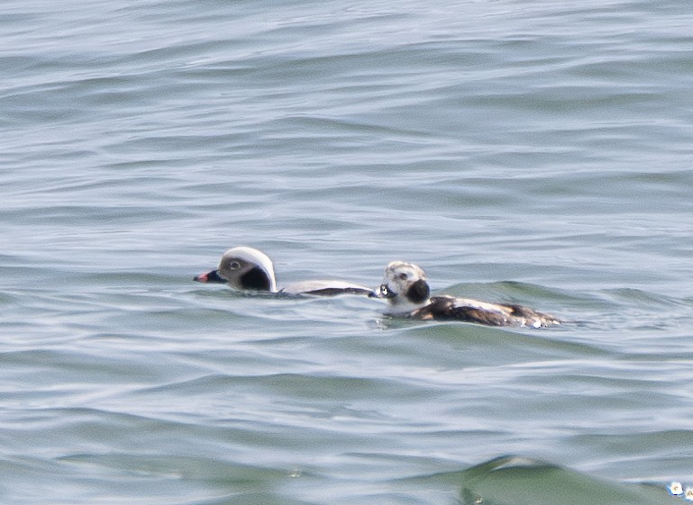 Long-tailed Duck - ML616221012