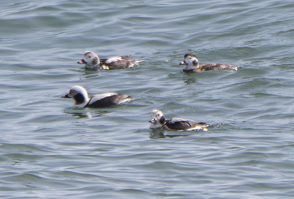 Long-tailed Duck - ML616221021