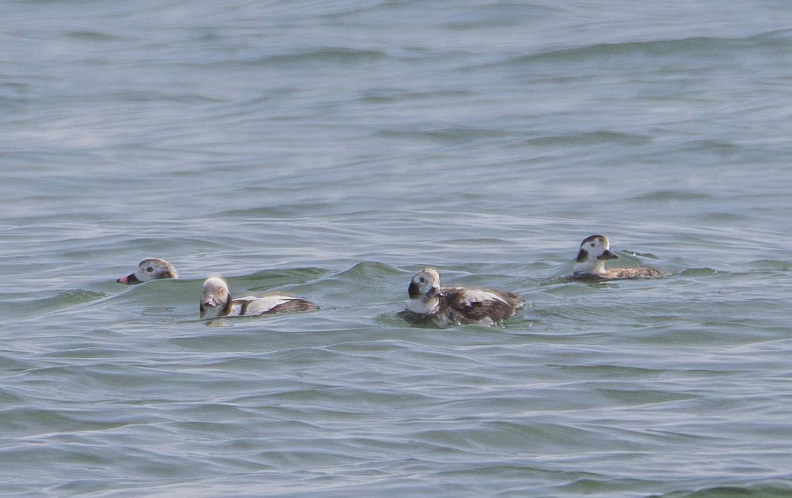 Long-tailed Duck - ML616221028