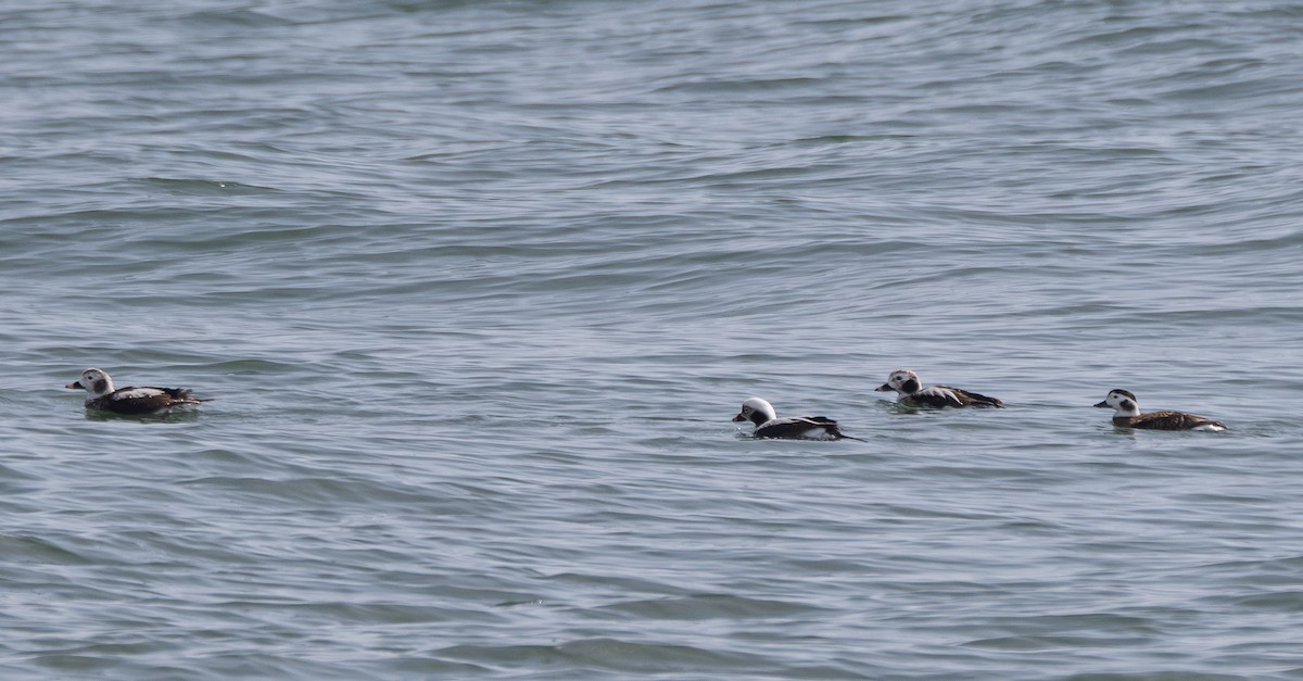 Long-tailed Duck - ML616221037