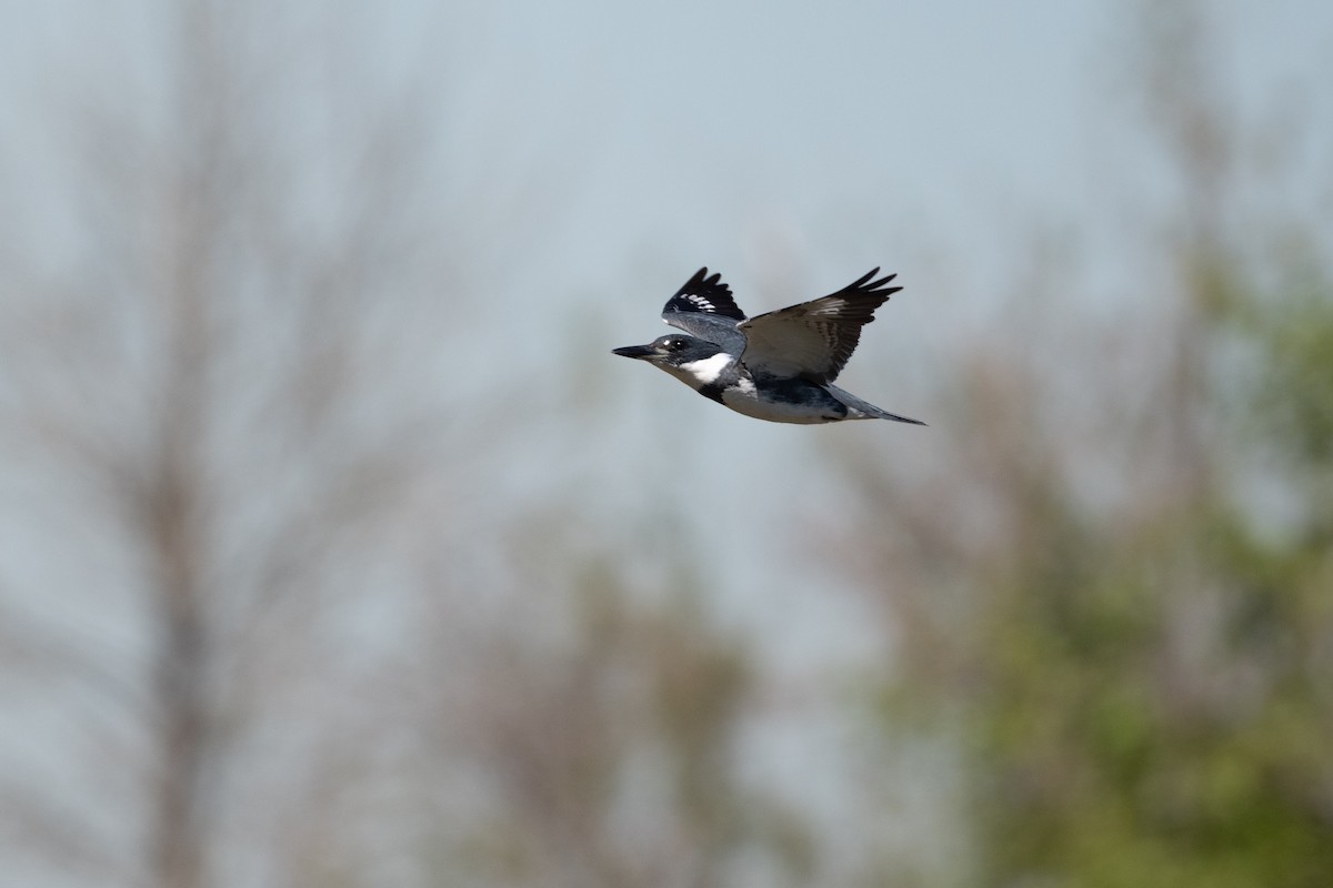 Belted Kingfisher - ML616221143