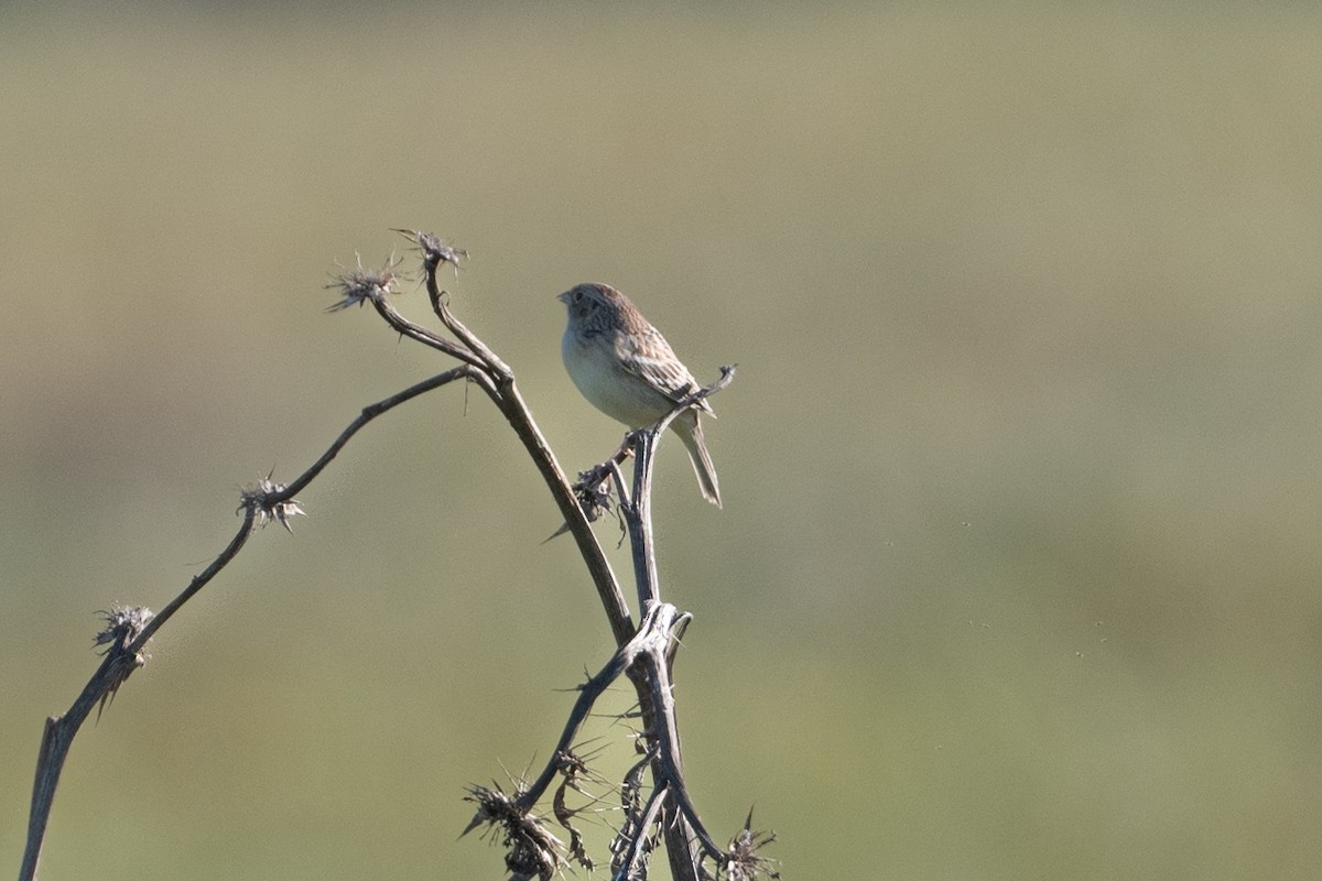 Grasshopper Sparrow - ML616221307