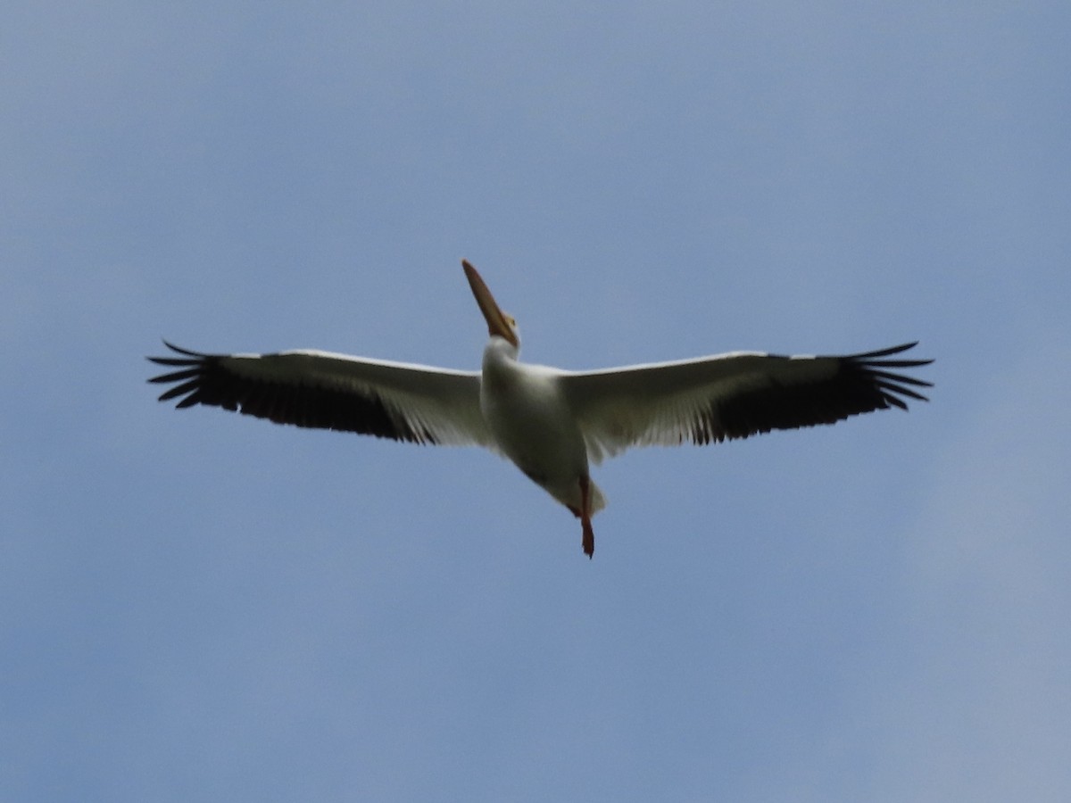 American White Pelican - ML616221657