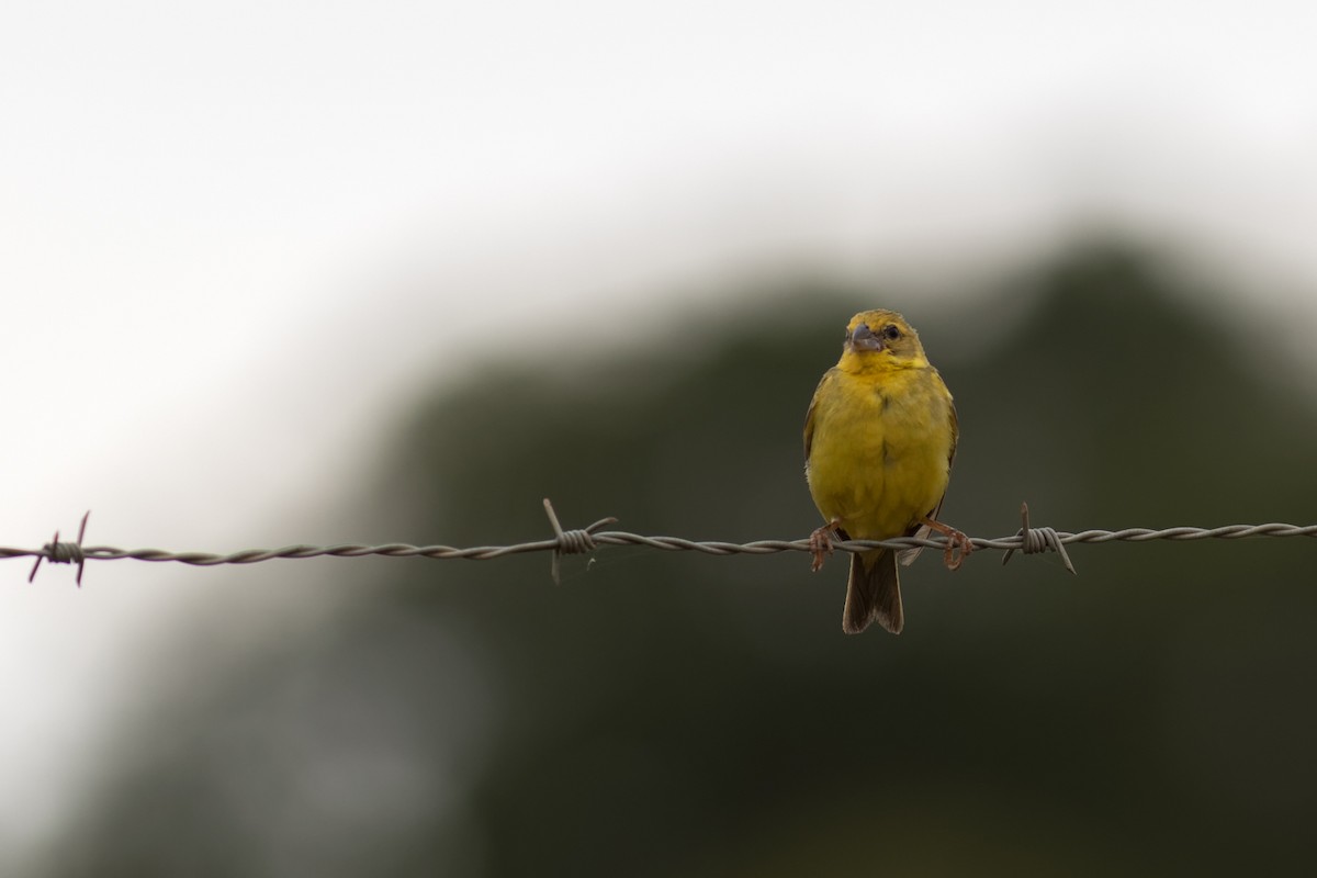Grassland Yellow-Finch - Helberth Peixoto