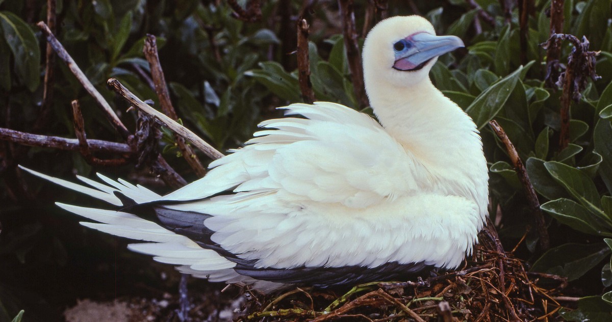 Red-footed Booby - ML616221681